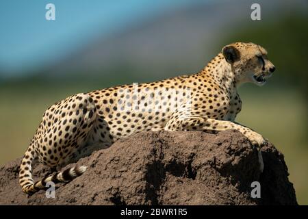 Cheetah lies on termite mound in profile Stock Photo