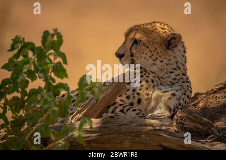 Cheetah lies on termite mound by plant Stock Photo