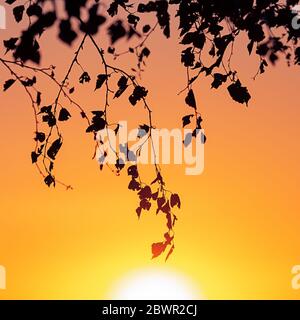 Tree branches against the backdrop of a sunny sunset on the horizon. Natural landscape. Background image. Stock Photo