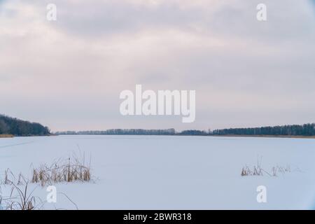 Winter landscape. A snow field or a large lake under the snow in front of a forest. In the foreground you can see marsh grass or cattails Stock Photo