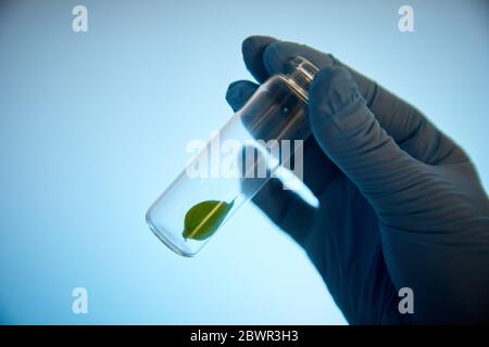 Plant in test tube, Chemical Laboratory, Agricultural and environmental research, Araba, Basque Country, Spain