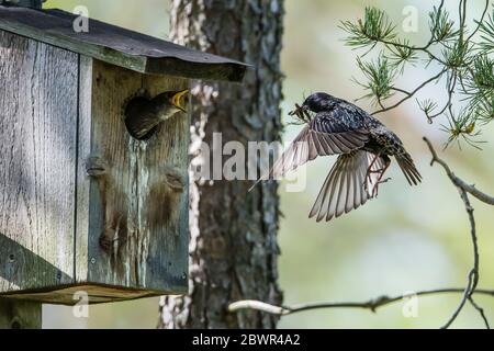 The beautiful flying common starling (Sturnus vulgaris) with the beak full of insects to the nestlings at the nest box in Uppland, Sweden Stock Photo