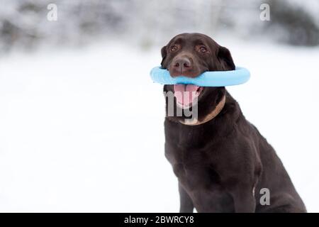 A brown labrador holds a toy in his teeth on a winter day Stock Photo