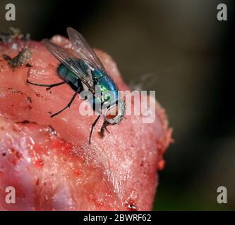 Greenbottle blow fly on rotting piece of chicken meat. Stock Photo
