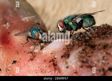 Greenbottle blow fly on rotting piece of chicken meat. Stock Photo