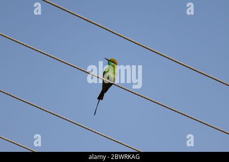 a bee eater sitting on the wire and blue sky background Stock Photo