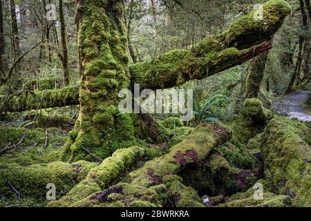 Moss-covered trees in virgin forest at Cascade Creek, Fiordland National Park, South Island, New Zealand Stock Photo