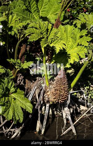 The giant leaves and flower spikes inflorescence of a Gunnera manicata. Stock Photo