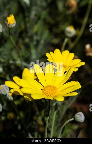 Euryops chrysanthemoides African bush daisy. Stock Photo