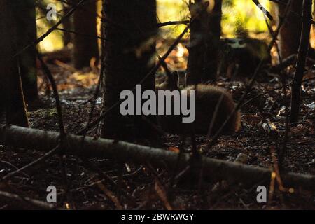 junger Fuchs im Wald Stock Photo