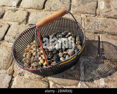 Cockles and clams in a bucket fresh from the sea. Fishing sea shells. Stock Photo