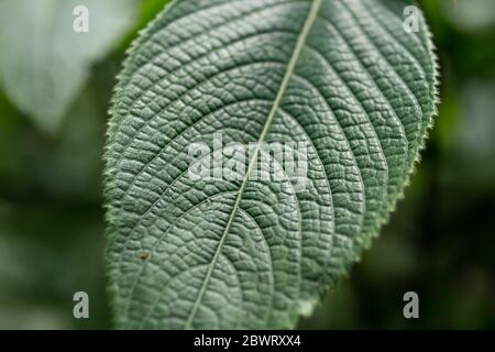 Macro shot of green leaf background Stock Photo