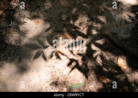 leaves shadow Stock Photo