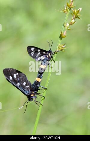 Closeup Mating pair Nine-Spotted Moth (Amata Phegea) Stock Photo
