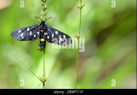 Closeup Nine-Spotted Moth (Amata Phegea) Stock Photo