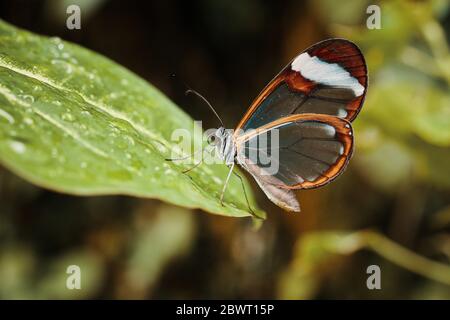 Glasswing butterfly (Greta Oto)