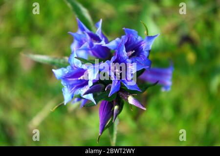 Gentiana asclepiadea blue mountain flower blooming, wild nature. Stock Photo