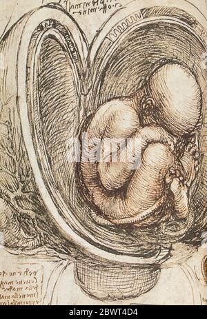 Human foetus in the womb, anatomical model of company Erler-Zimmer ...