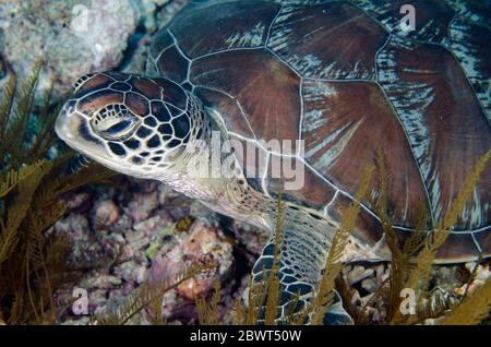 Green Turtle (Chelonia mydas) swimming, Too Many Fish dive site, Koon Island, Raja Ampat, Indonesia.