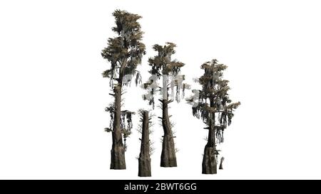 several Bald Cypress trees in autumn - isolated on white background Stock Photo
