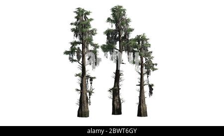 several Bald Cypress trees - isolated on white background Stock Photo