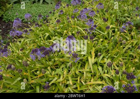 Spring Flowering Portuguese Squill (Scilla peruviana) Growing in a Herbaceous Border in a Country Cottage Garden in Rural Devon, England, UK Stock Photo