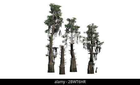 several Bald Cypress trees - isolated on white background Stock Photo