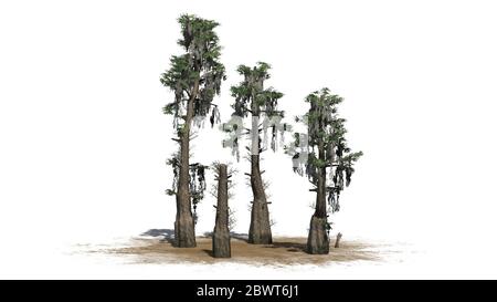 several Bald Cypress trees on sand area - isolated on white background Stock Photo