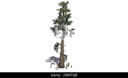 Bald Cypress tree with shadow on the floor  - isolated on white background Stock Photo
