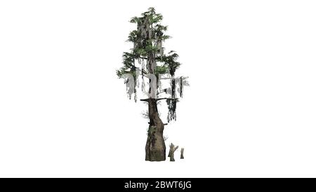 Bald Cypress tree - isolated on white background Stock Photo