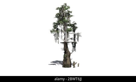 cypress tree swamp silhouette