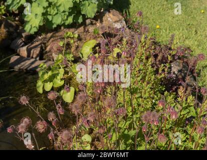 Spring Flowering Water Avens Plant (Geum rivale) Growing by a Pond in a Country Cottage Garden in Rural Devon, England, UK Stock Photo