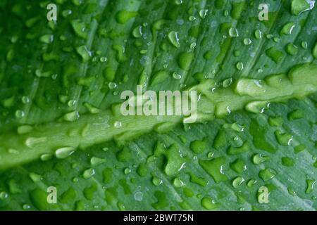 Water droplets on the green leaves Stock Photo