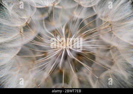 Western Salsify seeds, Tragopogon dubius, macro image Stock Photo