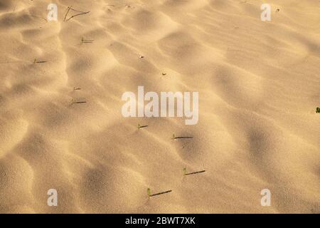 Detail on the gold sand of the sea beach in southern Italy, especially the texture created by the wind. Stock Photo