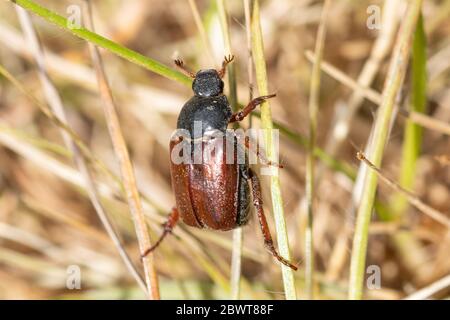 Garden chafer beetle (Phyllopertha horticola) Stock Photo