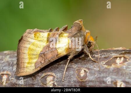 Burnished brass moth (Diachrysia chrysitis form aurea), UK Stock Photo