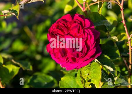 Rose Munstead Wood. Rose Cottage Garden. Stock Photo