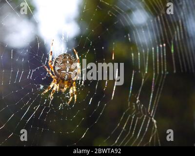 diadem spider - Araneus diadematus - in sunlight