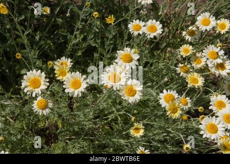 Summer Flowering Bright White and Yellow Perennial Hybrid Marguerite Daisies (Anthemis 'Susanna Mitchel') Growing in a Herbaceous Border Stock Photo