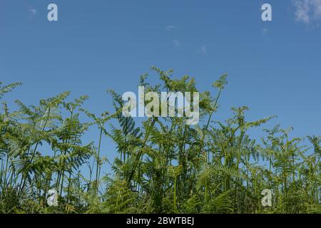 Spring Fronds of Bracken Ferns (Pteridium) Growing on Top of a Grassy Roadside Bank with a Bright Blue Sky Background in the Rural Devon Countryside, Stock Photo