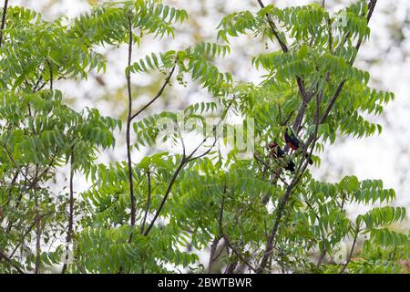 Bearded barbet Lybius dubius, adults, perched in tree, Shai Hills, Ghana, March Stock Photo