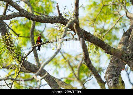 Bearded barbet Lybius dubius, adults, perched in tree, Mognori Bridge, Mole National Park, Ghana, March Stock Photo