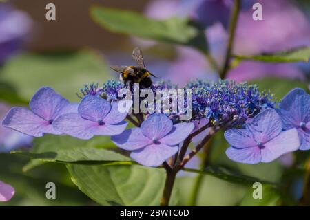A honey bee gathers pollen on a blooming purple hydrangea flower. Stock Photo