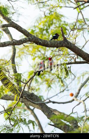 Bearded barbet Lybius dubius, adults, perched in tree, Mognori Bridge, Mole National Park, Ghana, March Stock Photo