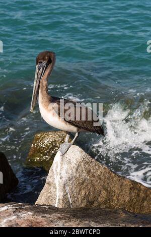 A pelican sits on a rock along the Fort Pierce Inlet in St. Lucie County, Florida, USA. Stock Photo