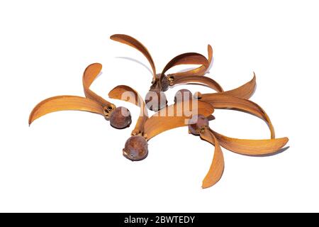 Dipterocarpus intricatus Dyer flowers fall on the floor to know summer time in Thailand Stock Photo