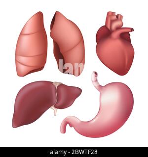 Set of realistic human internal organs - lungs, liver, heart, stomach. Vector illustration of different anatomical body parts isolated on white backgr Stock Vector