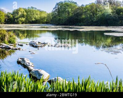 The algae covered surface of a small lake in Swindon, Wiltshire. Stock Photo