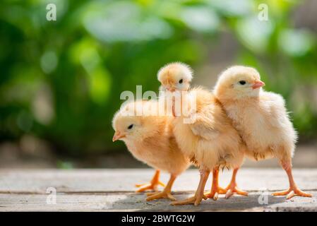 Group of funny baby chicks on the farm Stock Photo
